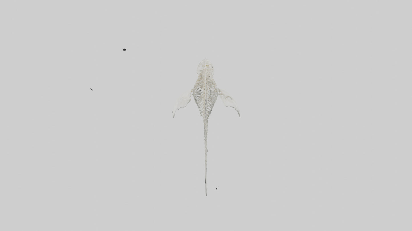 Tiger Shark Skeleton model 3D model