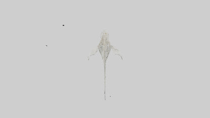 Tiger Shark Skeleton model 3D model