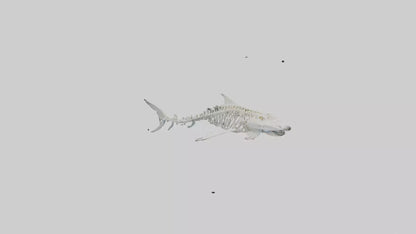 Tiger Shark Skeleton model 3D model