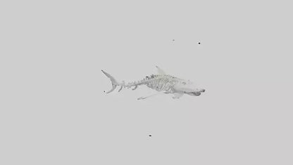Tiger Shark Skeleton model 3D model