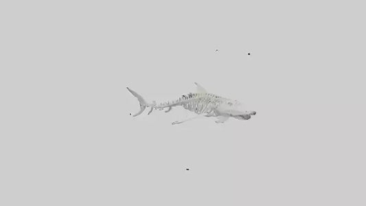 Tiger Shark Skeleton model 3D model