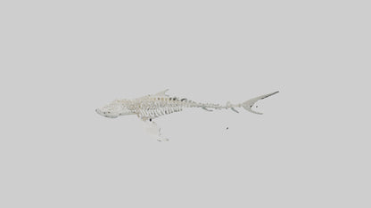 Tiger Shark Skeleton model 3D model