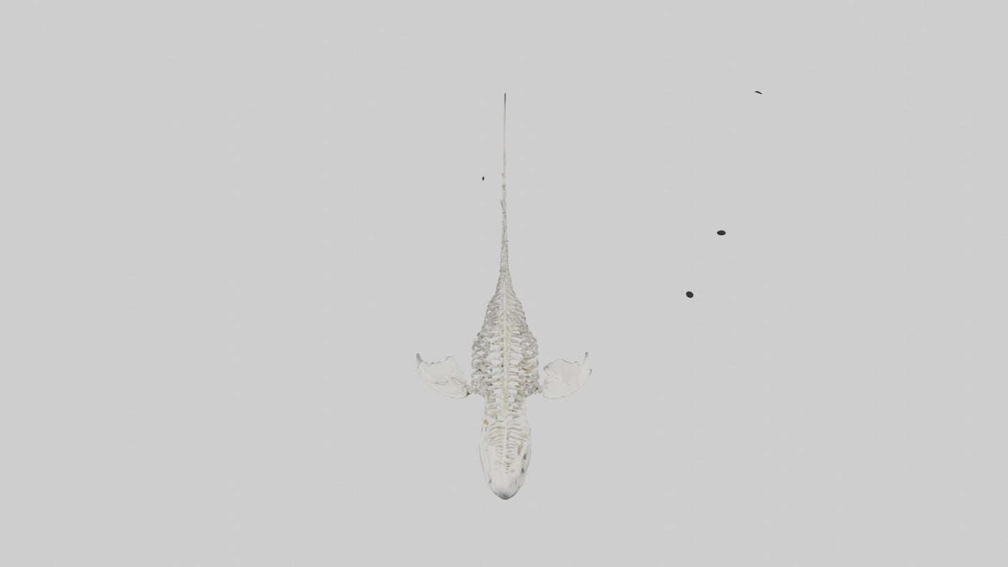 Tiger Shark Skeleton model 3D model