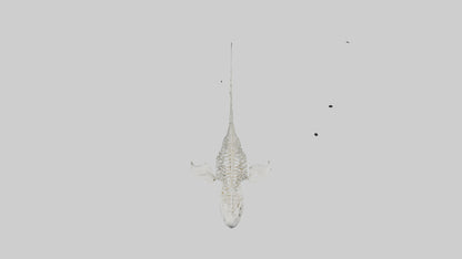 Tiger Shark Skeleton model 3D model