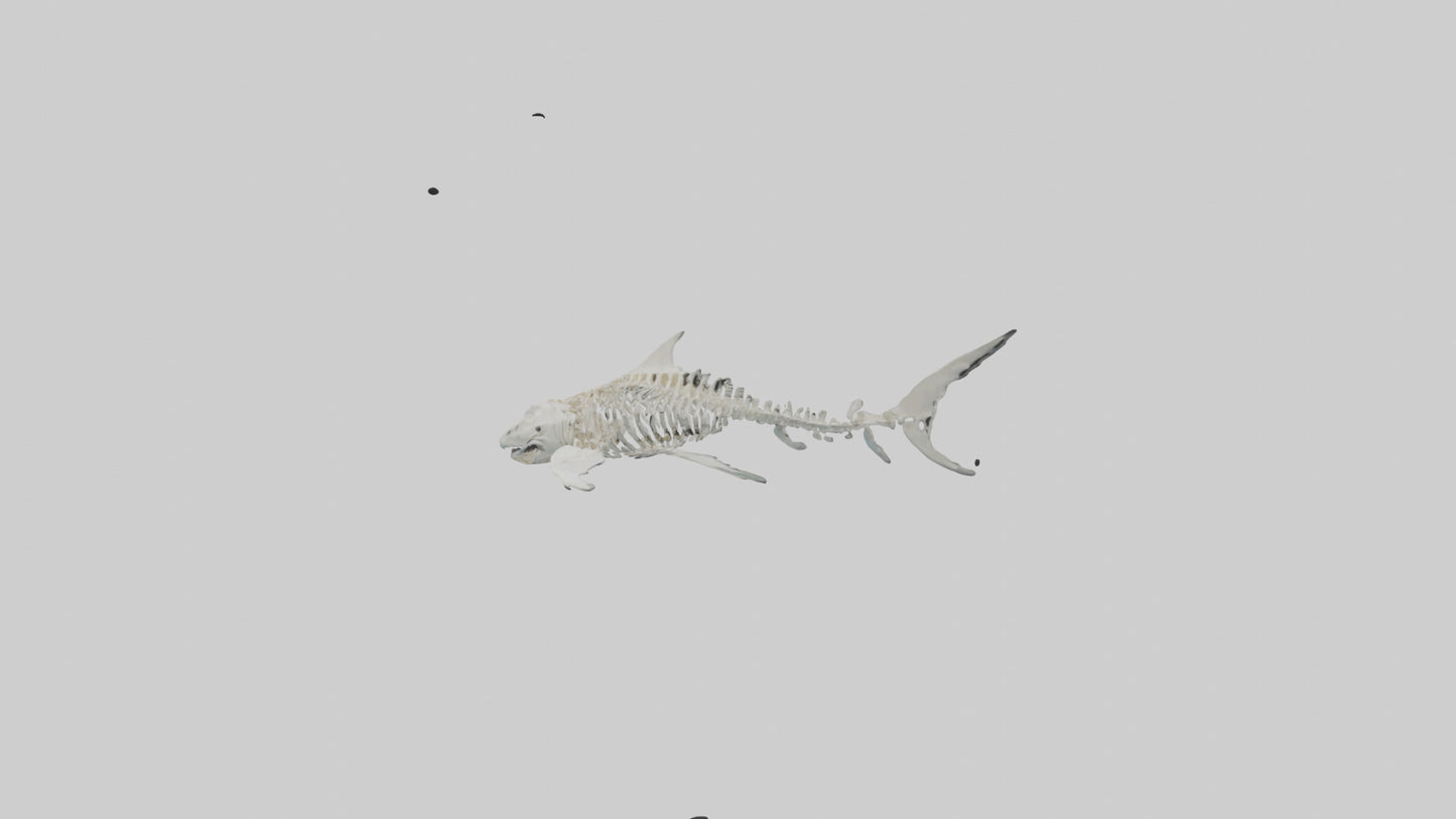 Tiger Shark Skeleton model 3D model