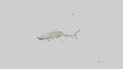 Tiger Shark Skeleton model 3D model