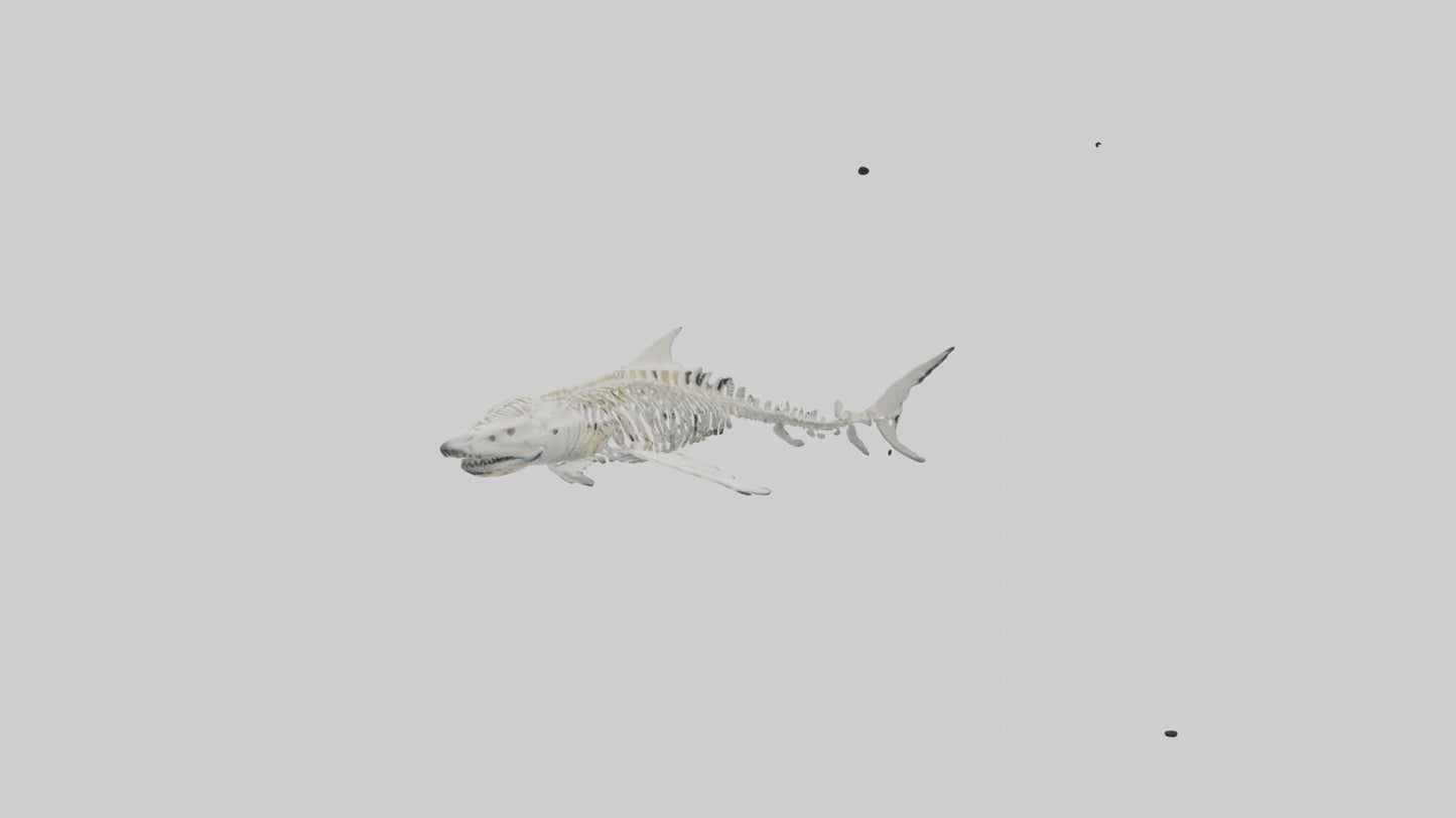 Tiger Shark Skeleton model 3D model