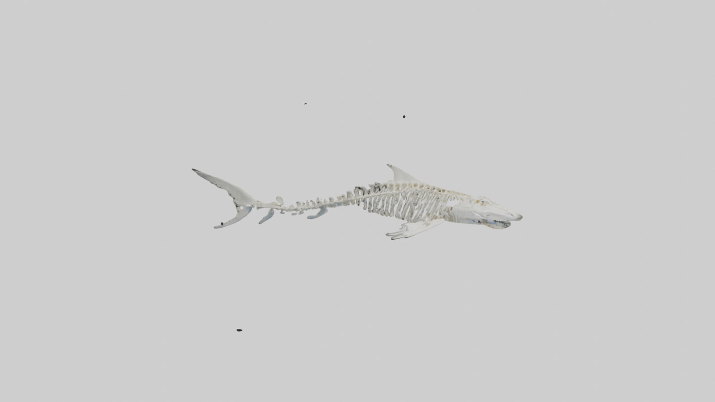 Tiger Shark Skeleton model 3D model