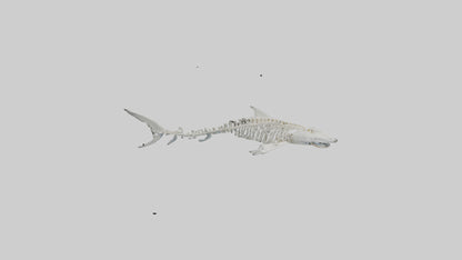 Tiger Shark Skeleton model 3D model