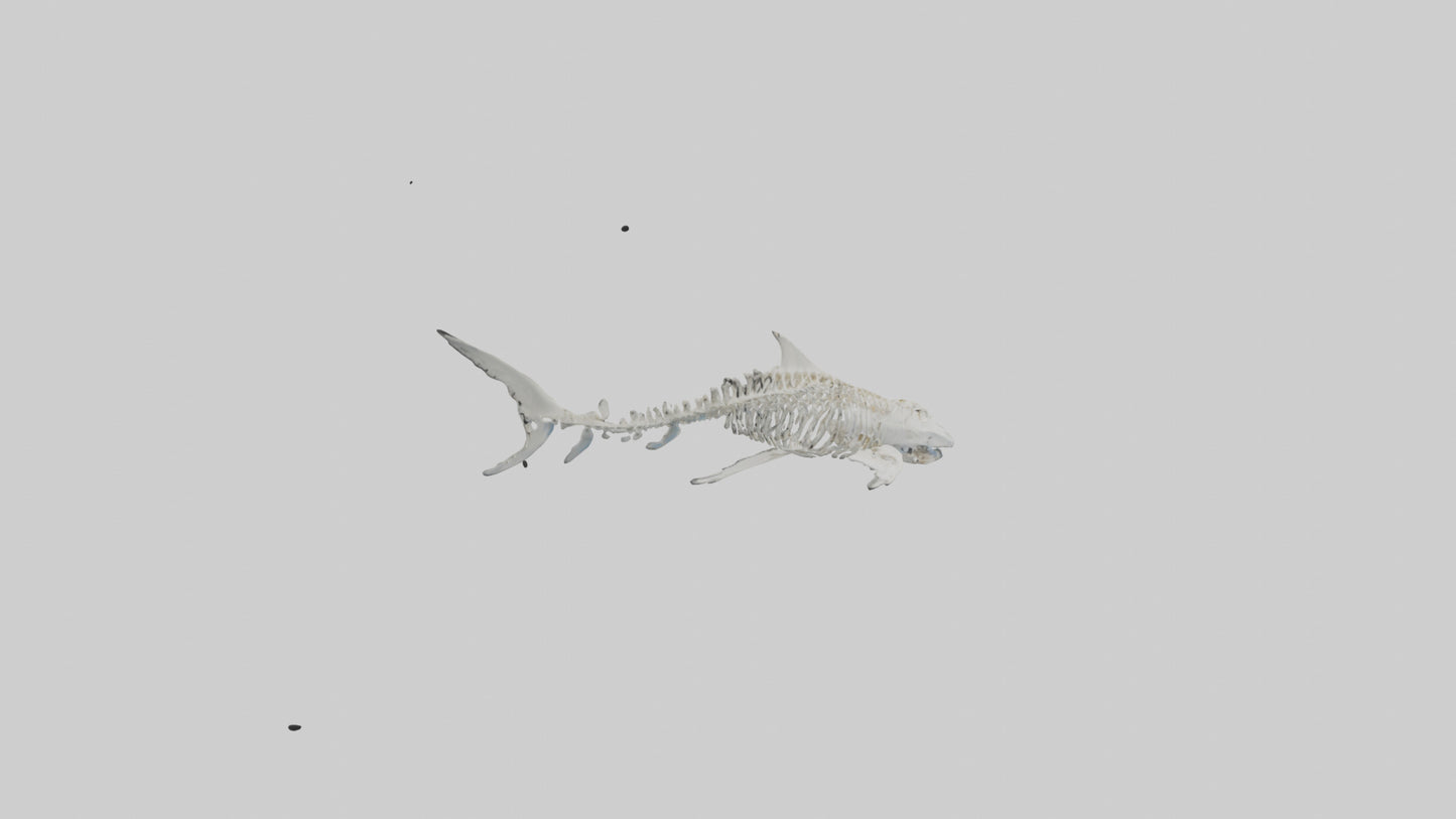Tiger Shark Skeleton model 3D model
