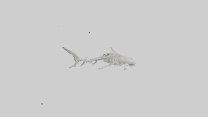 Tiger Shark Skeleton model 3D model