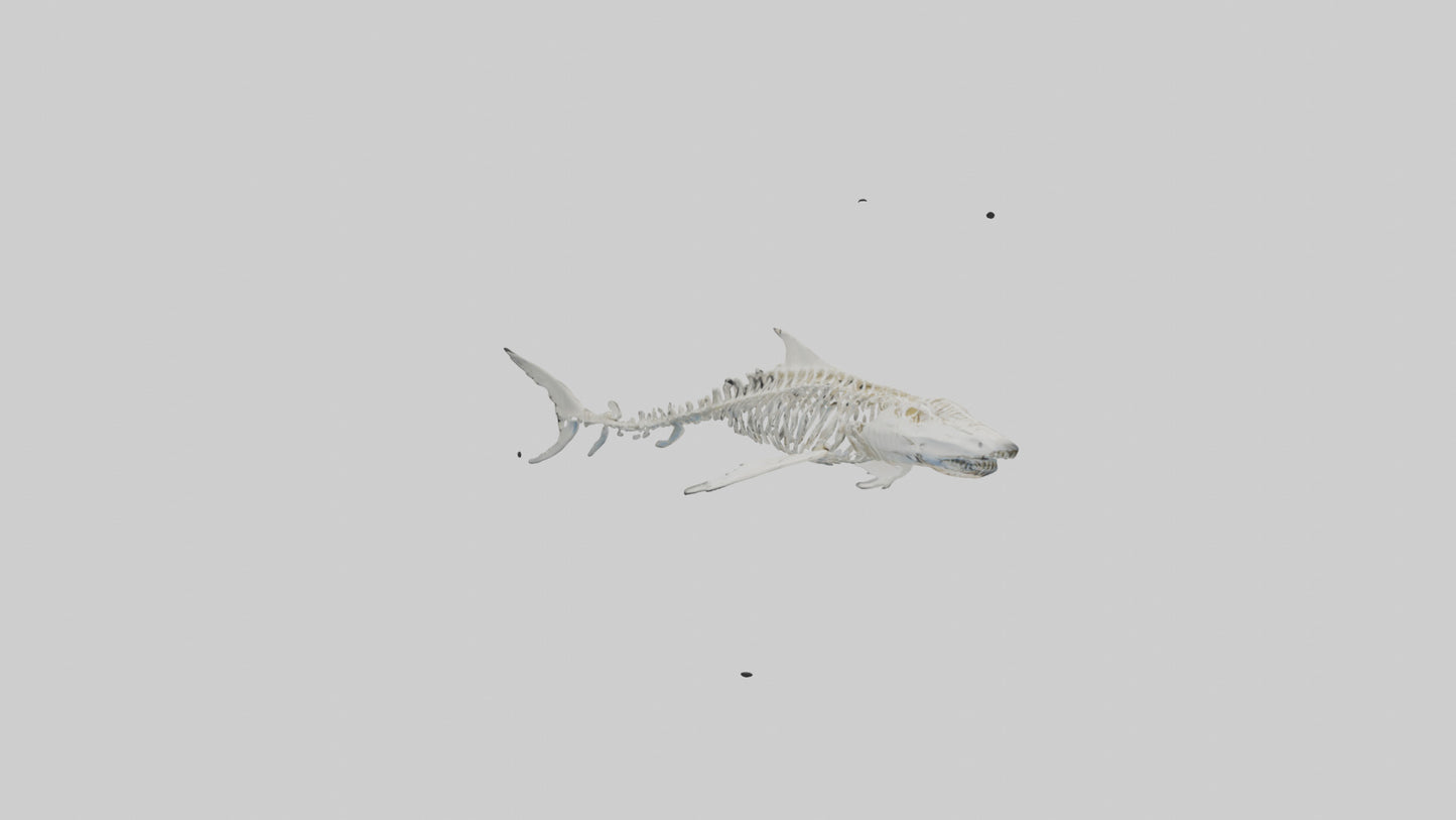 Tiger Shark Skeleton model 3D model