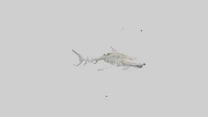 Tiger Shark Skeleton model 3D model