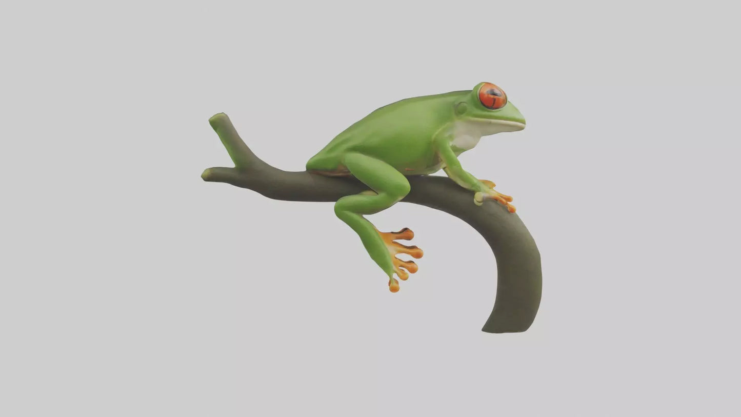 Tree Frog Model  3D model