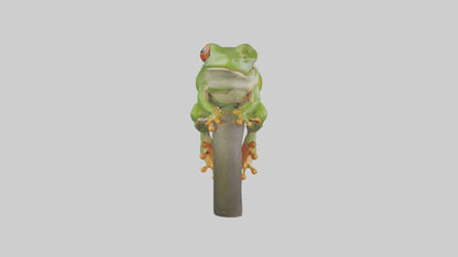 Tree Frog Model  3D model
