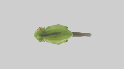 Tree Frog Model  3D model