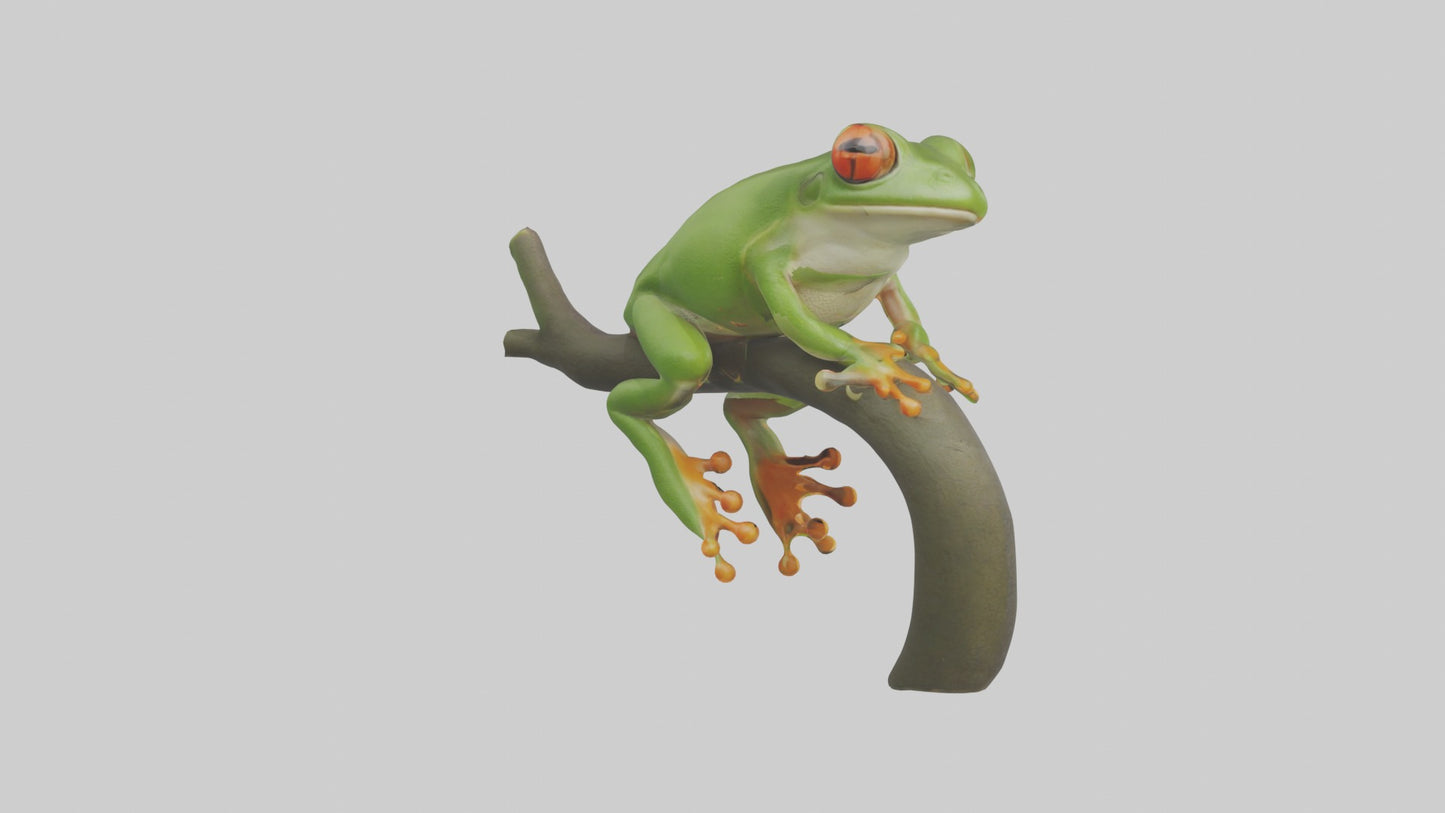 Tree Frog Model  3D model