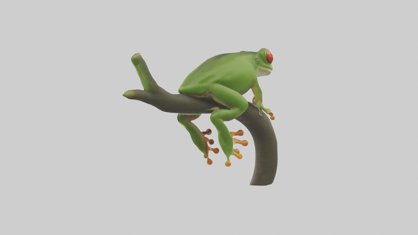 Tree Frog Model  3D model
