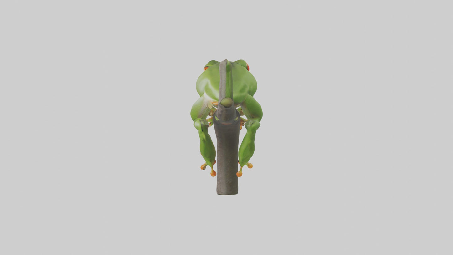 Tree Frog Model  3D model