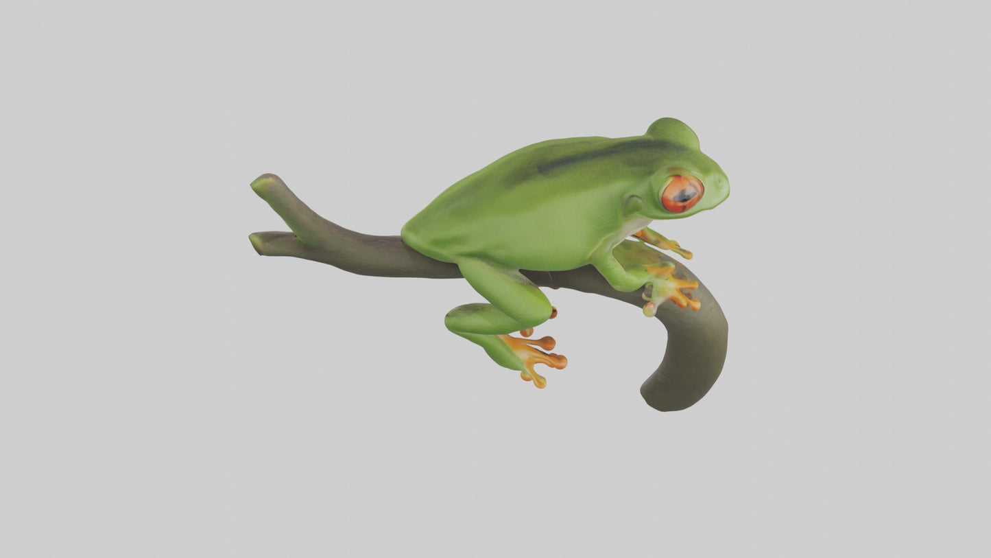 Tree Frog Model  3D model