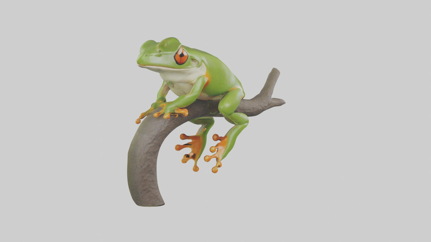 Tree Frog Model  3D model