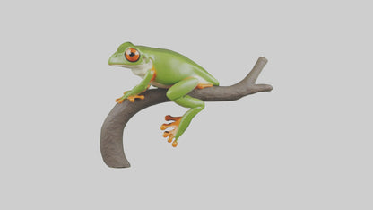 Tree Frog Model  3D model