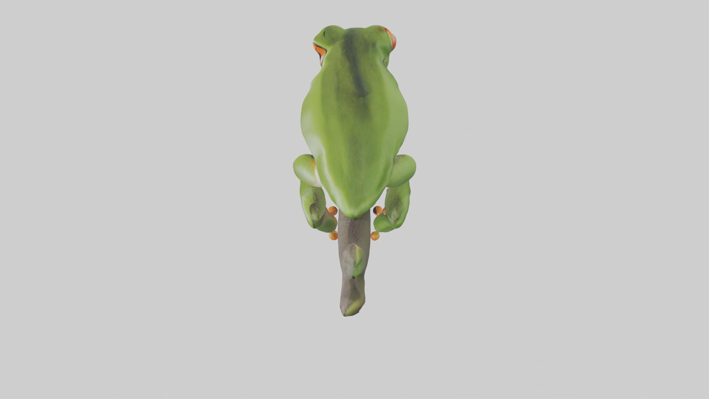 Tree Frog Model  3D model