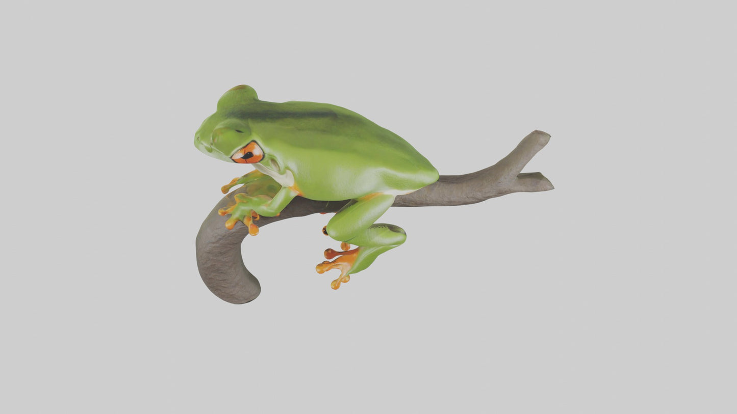 Tree Frog Model  3D model