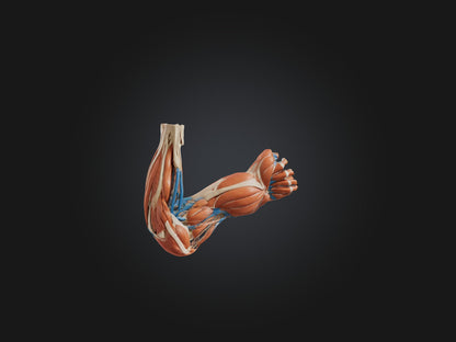 Triceps Brachii Muscle Model 3D model