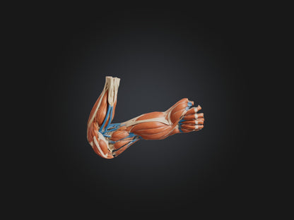 Triceps Brachii Muscle Model 3D model