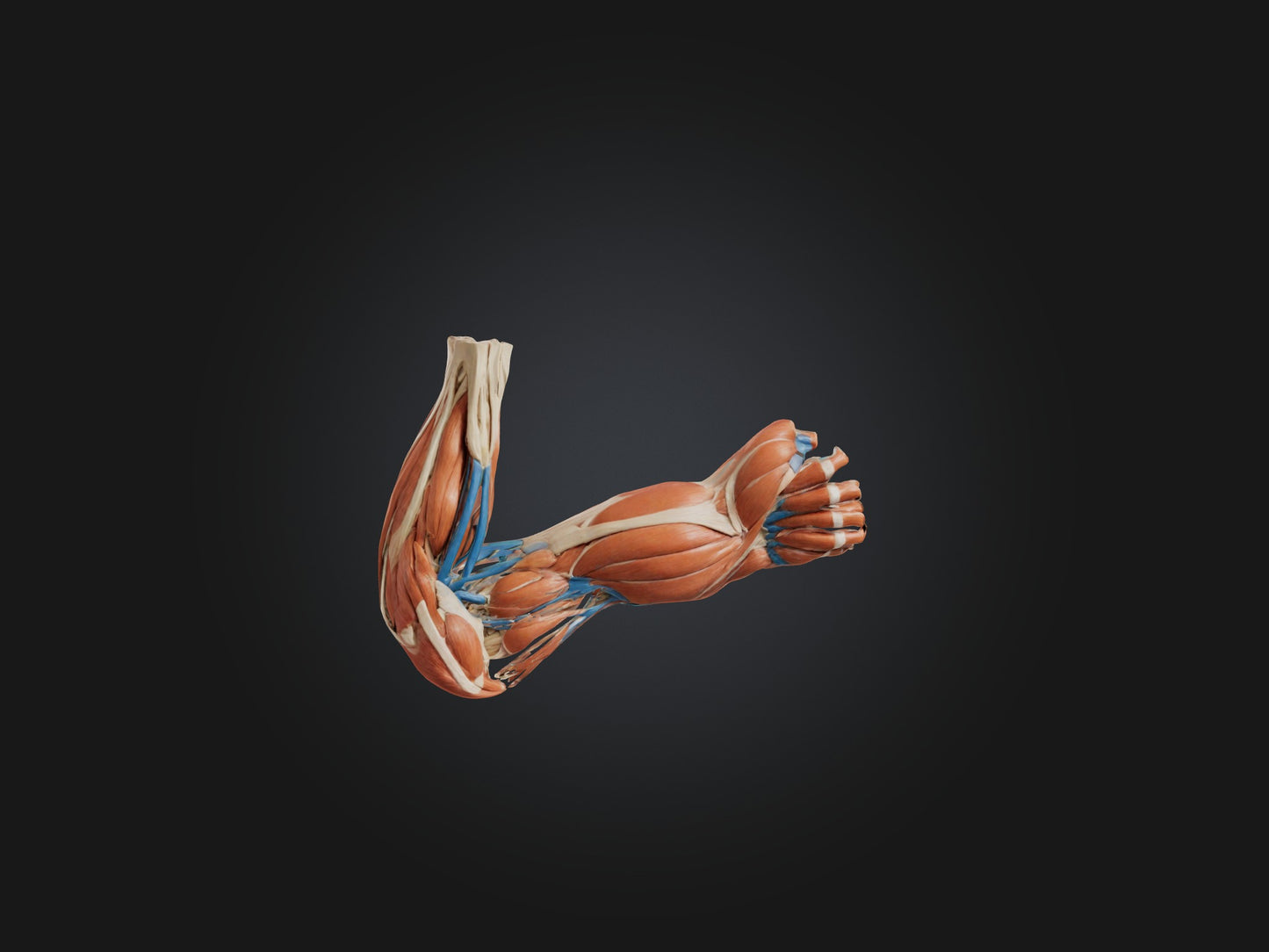 Triceps Brachii Muscle Model 3D model