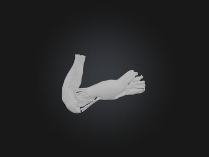Triceps Brachii Muscle Model 3D model