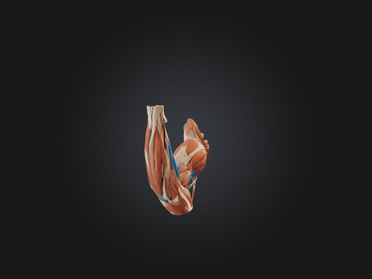 Triceps Brachii Muscle Model 3D model