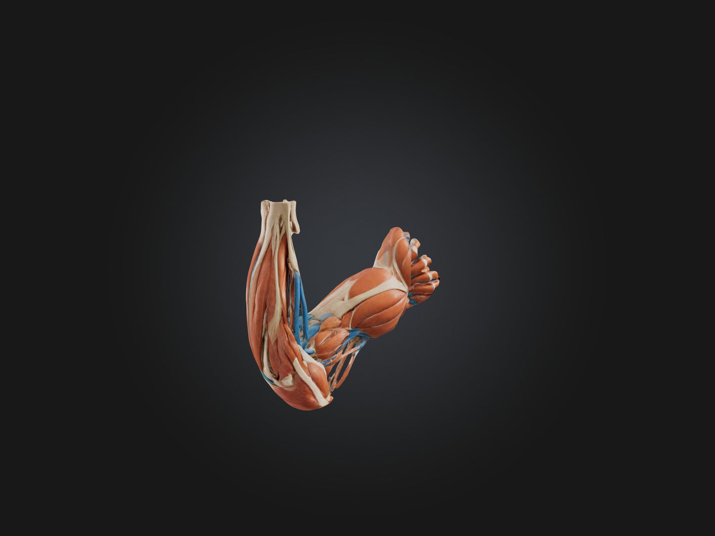 Triceps Brachii Muscle Model 3D model