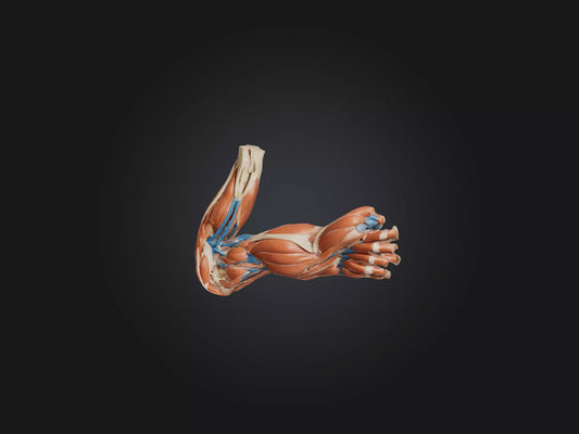 Triceps Brachii Muscle Model 3D model