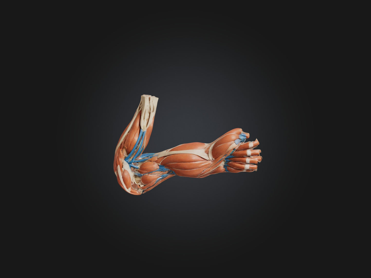 Triceps Brachii Muscle Model 3D model