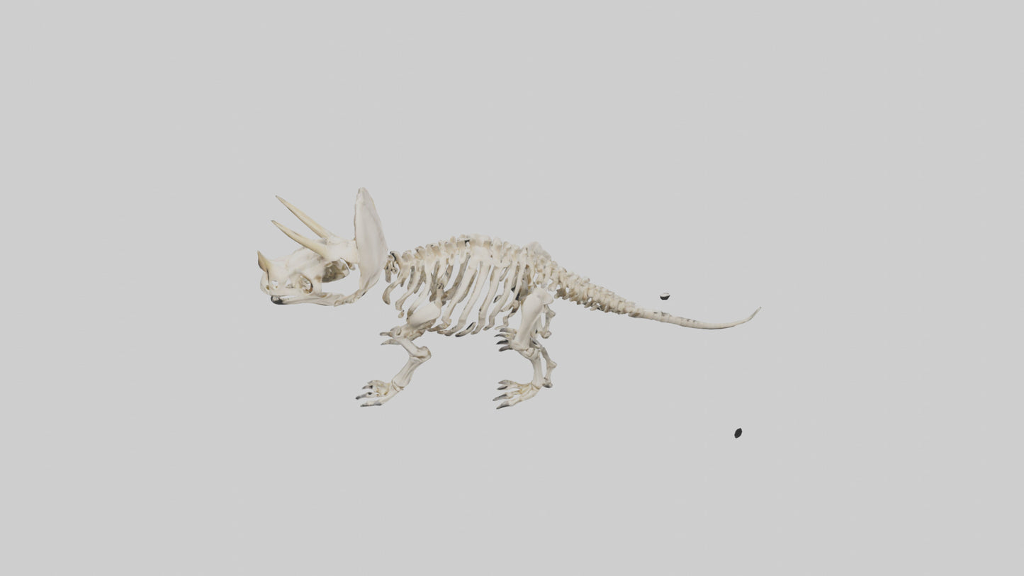 Triceratops Skeleton Model 3D model