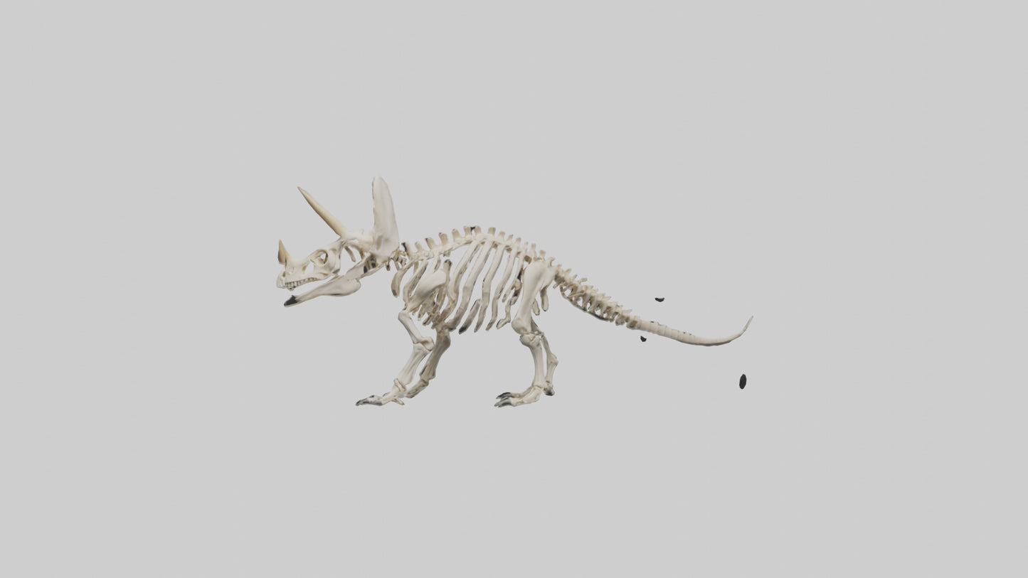 Triceratops Skeleton Model 3D model