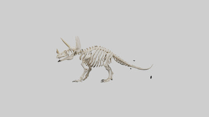 Triceratops Skeleton Model 3D model