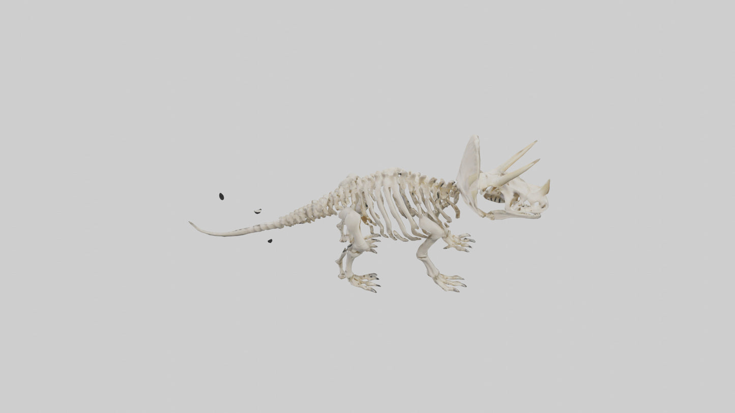 Triceratops Skeleton Model 3D model