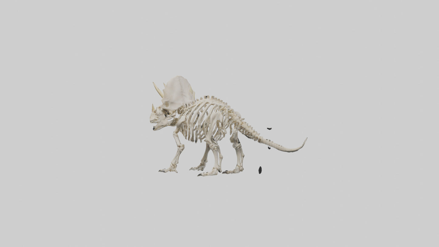 Triceratops Skeleton Model 3D model