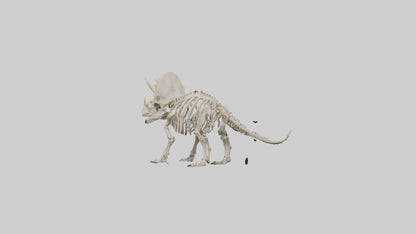 Triceratops Skeleton Model 3D model