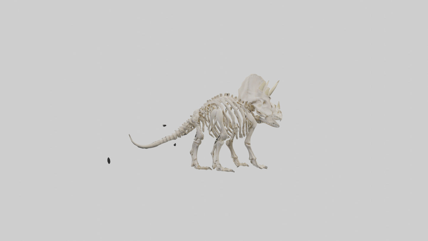 Triceratops Skeleton Model 3D model