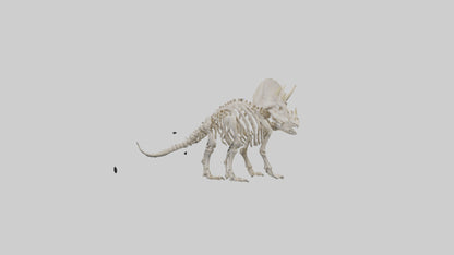 Triceratops Skeleton Model 3D model