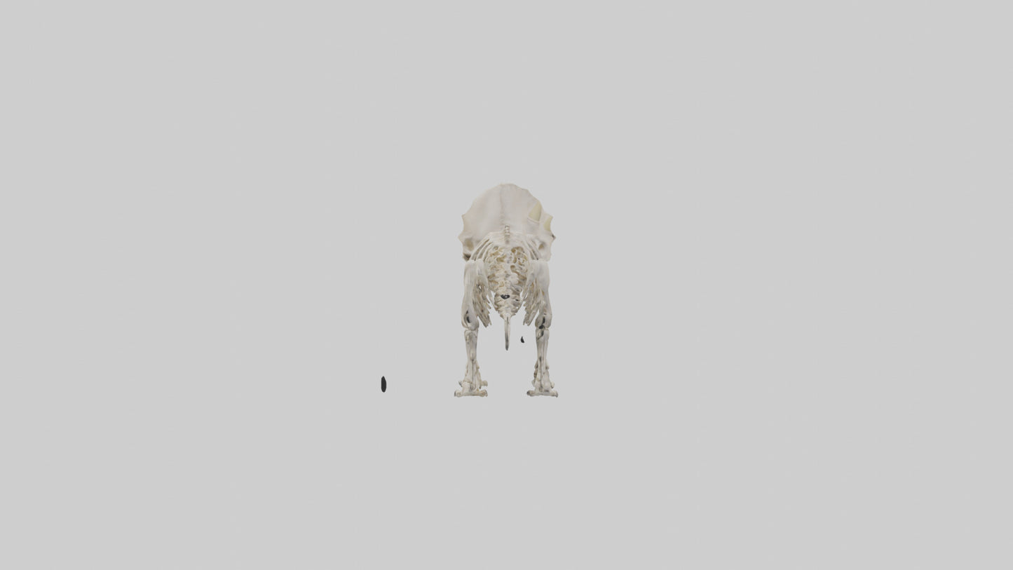 Triceratops Skeleton Model 3D model