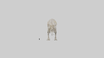 Triceratops Skeleton Model 3D model