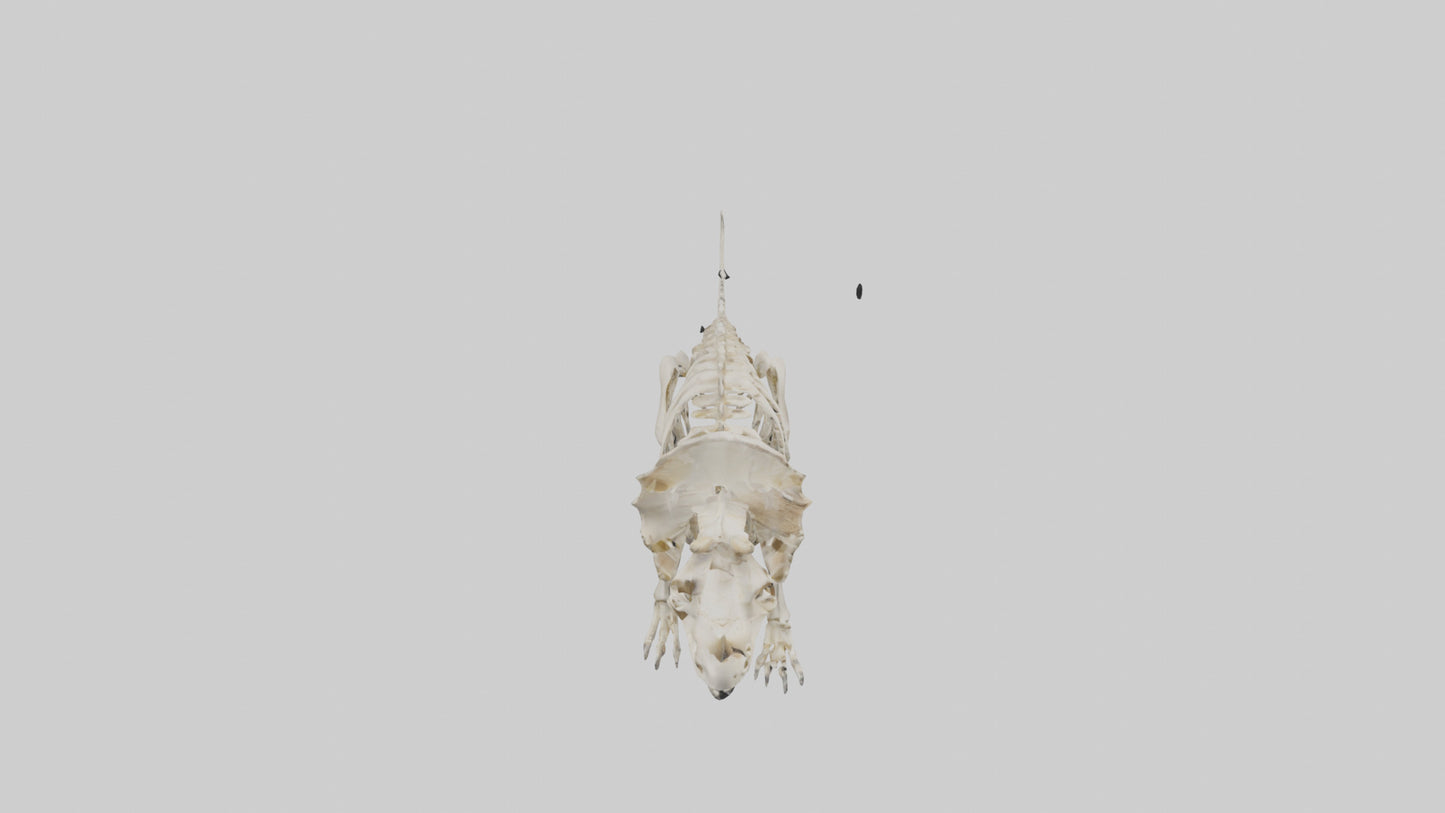 Triceratops Skeleton Model 3D model
