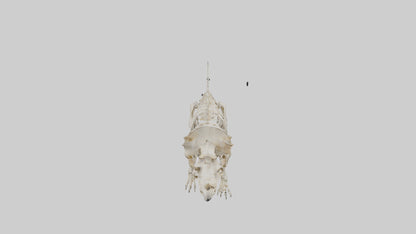 Triceratops Skeleton Model 3D model