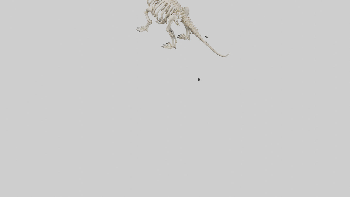 Triceratops Skeleton Model 3D model