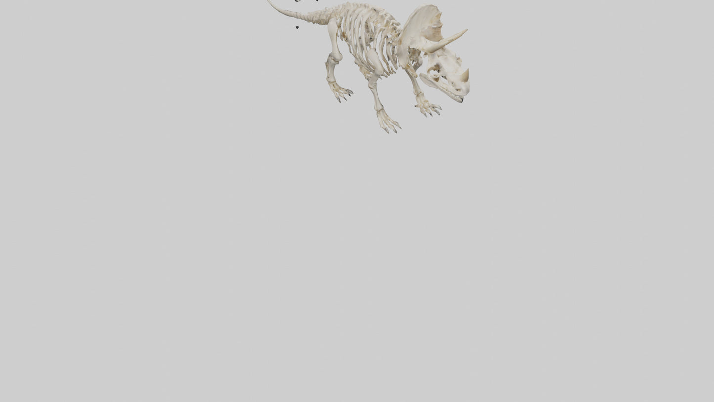 Triceratops Skeleton Model 3D model